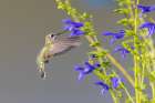 Ruby-throated hummingbird at blue ensign salvia Botanical Print